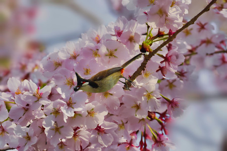 Animal, Beautiful, Bird, Bulbul, Cherry blossom, Finch, Flower, Geranium, Nature, Petal, Photography, Pink, Plant, Pollen, Season, Seasons, Spring, Tree, Wildlife